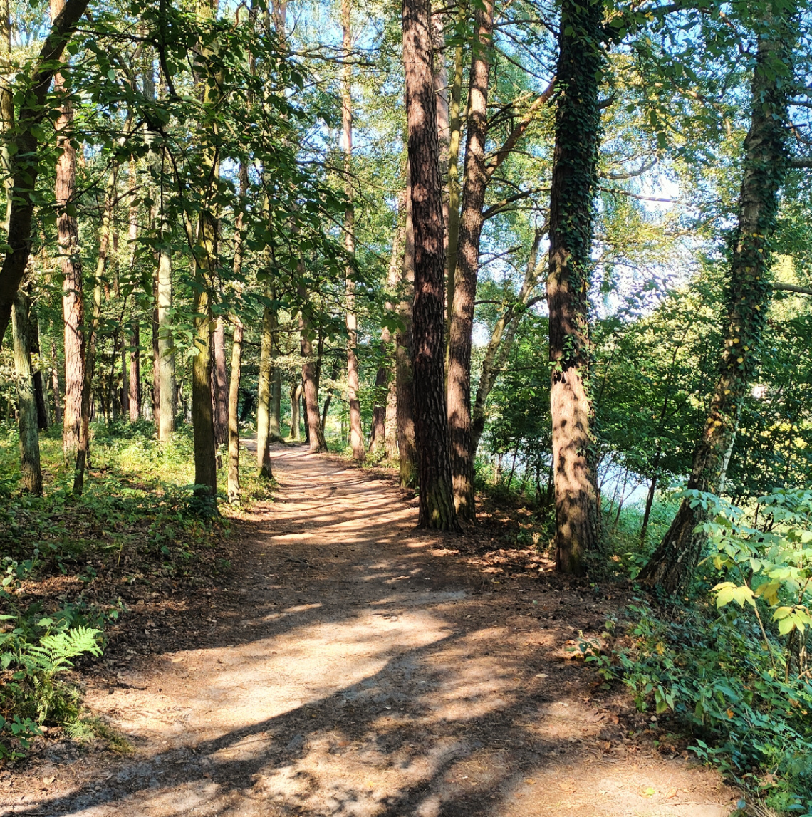 ŁAGIEWNICKI FOREST