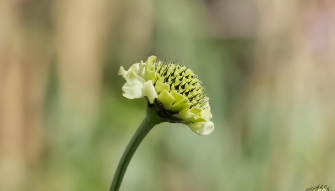 Flowers in Tivoli - Cph - Denmark 2024.