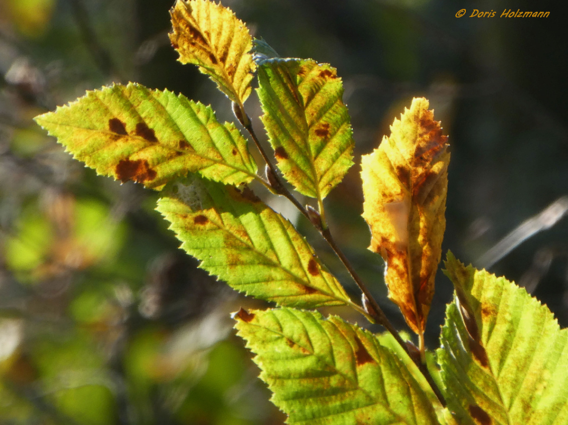 Leaves