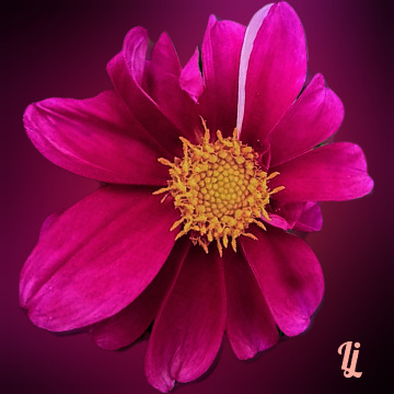 Dhalia ⚜