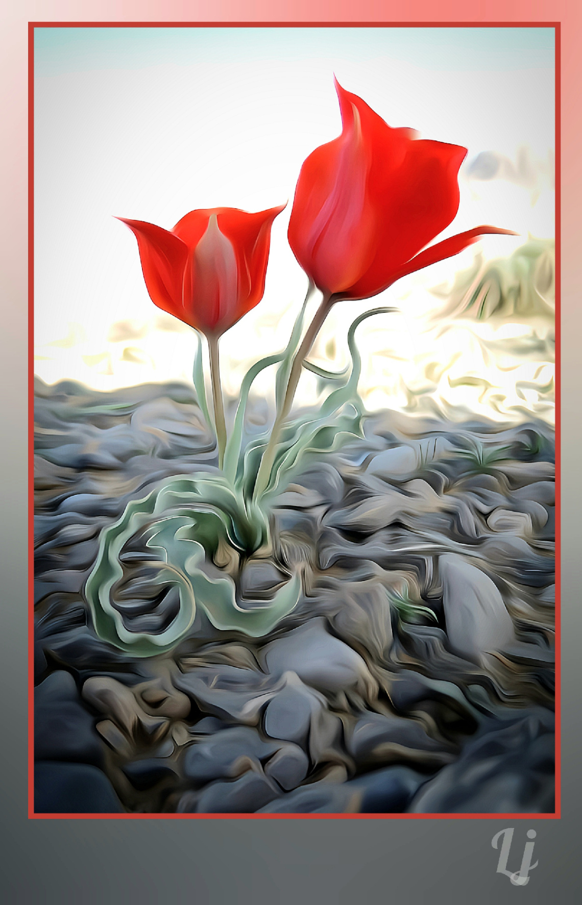 Tulip of Balochistan، ،گوارخ