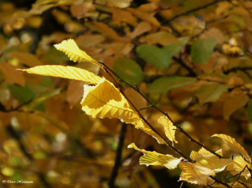 Leaves