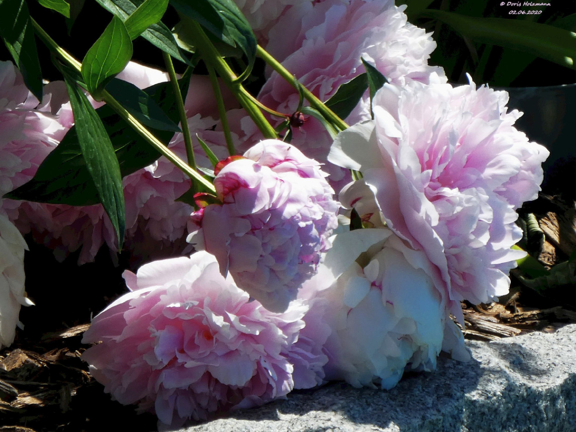 blossoms