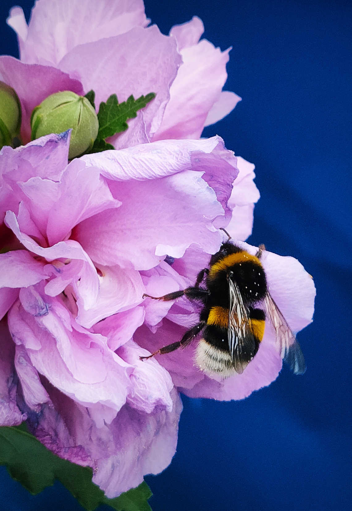 BUMBLEBEE ON HIBISCUS 