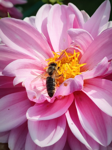 HONEY BEE 
