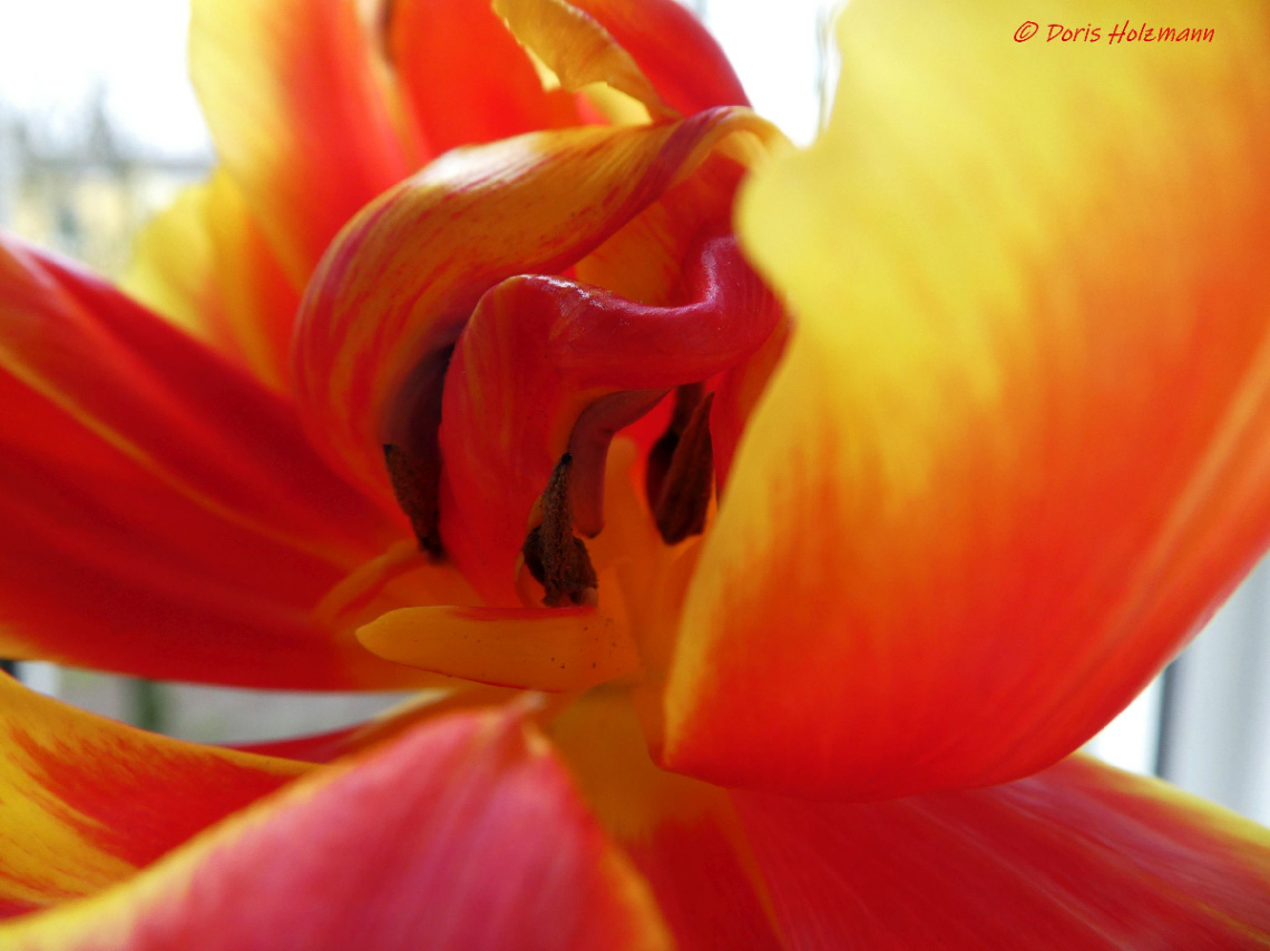 tulip