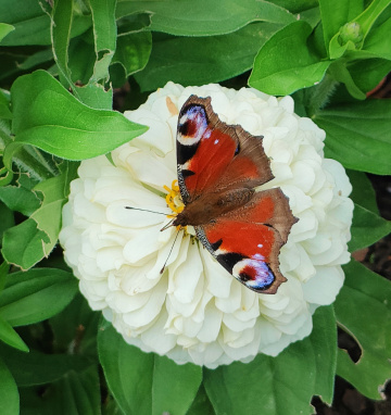 LIKE A BEAUTIFUL BROOCH 