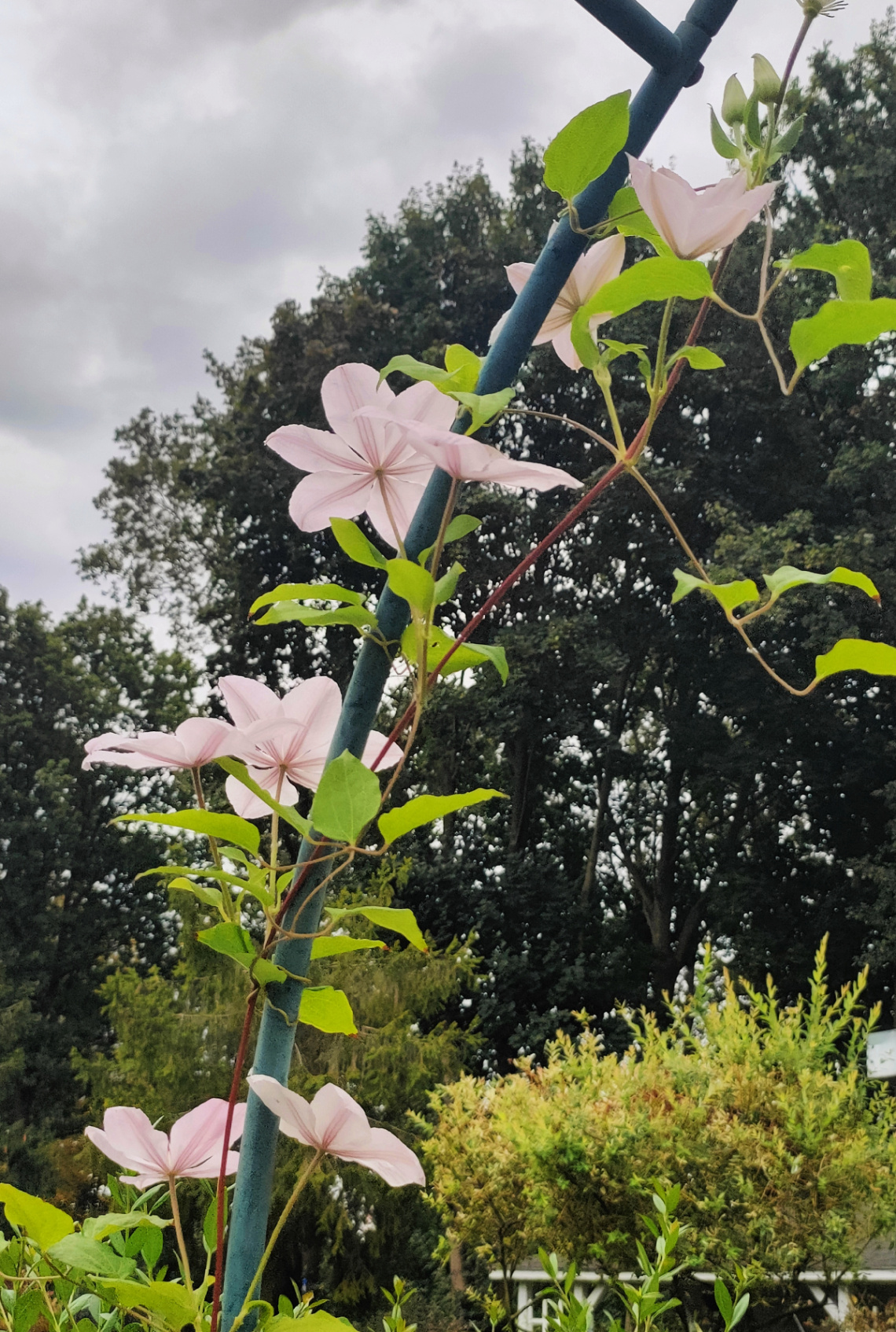 CLEMATIS 