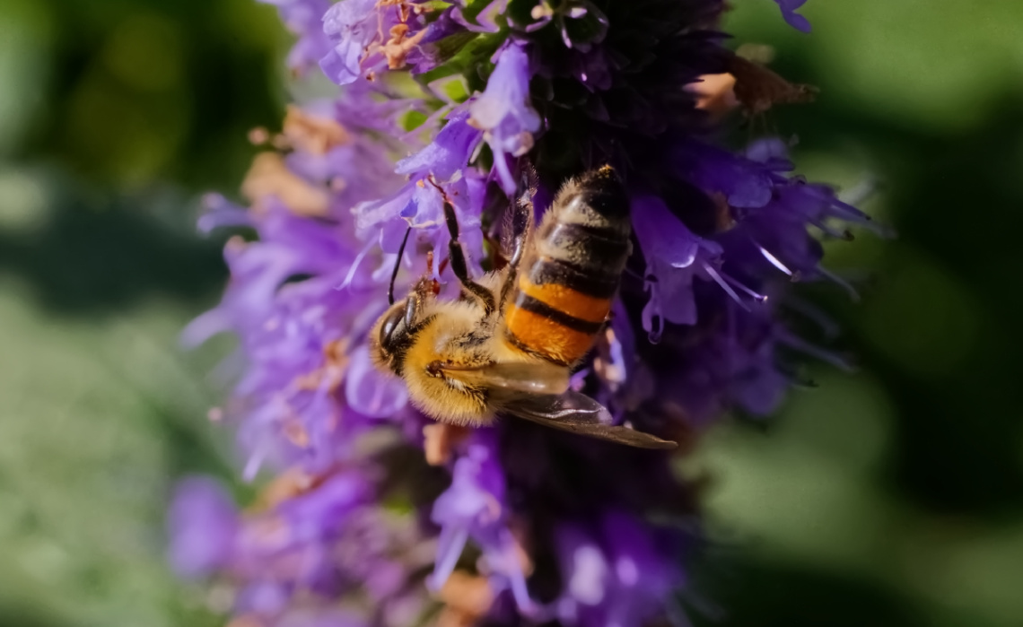 Bee In a Flower