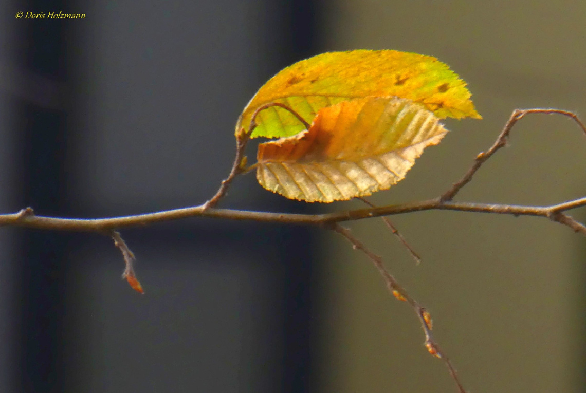 leaves