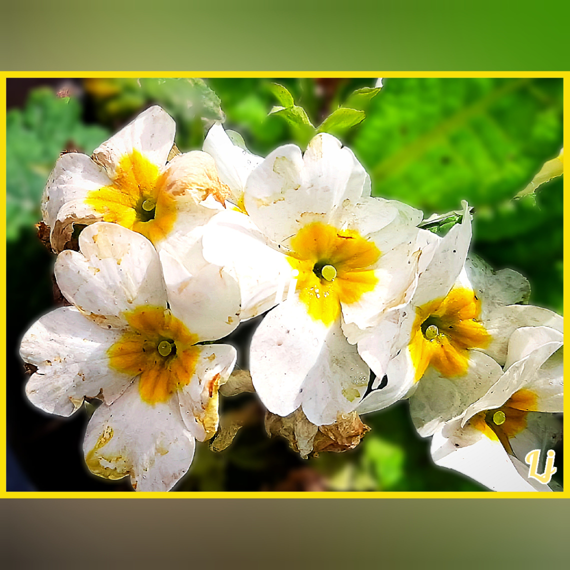 Flowers  ⚜⚜⚜