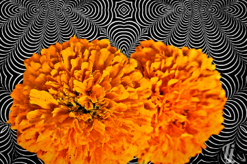Marigolds ⚜