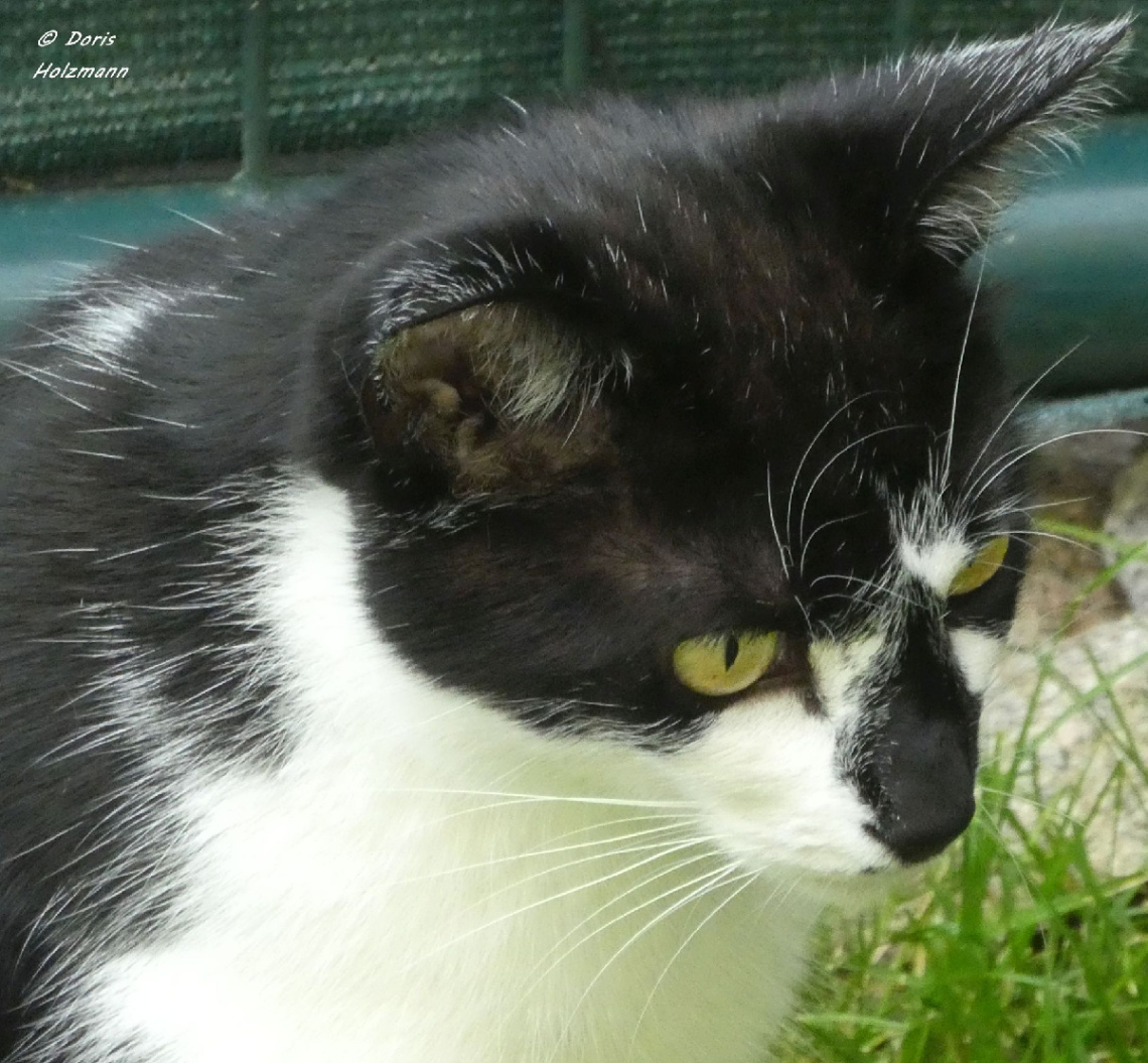 Neighbour's cat 