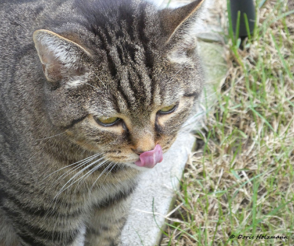 Neighbour's cat 
