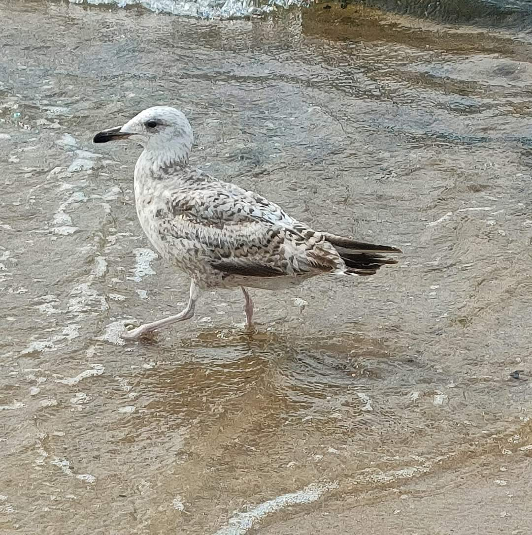 SEAGULL