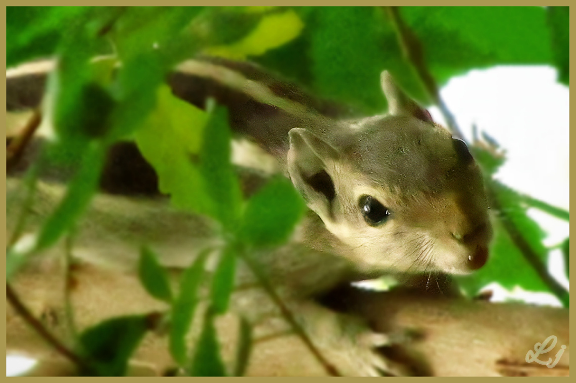 Squirrel ⚜