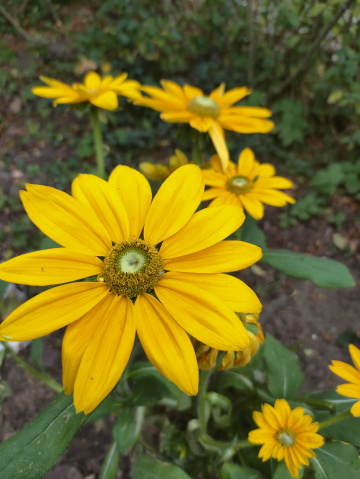 RUDBECKIA SUNBECKIA 