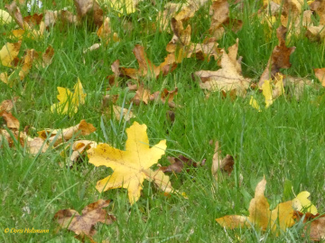 Autumn leaves