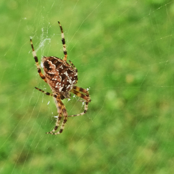 COLORFUL CROSS SPIDER