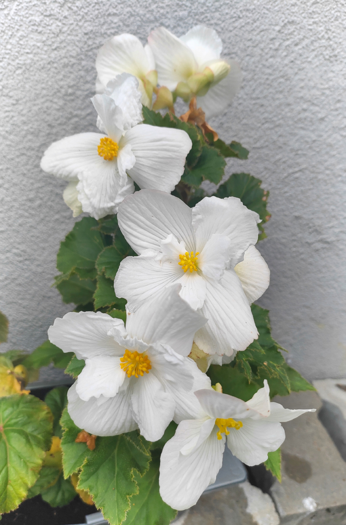WHITE BEGONIA 