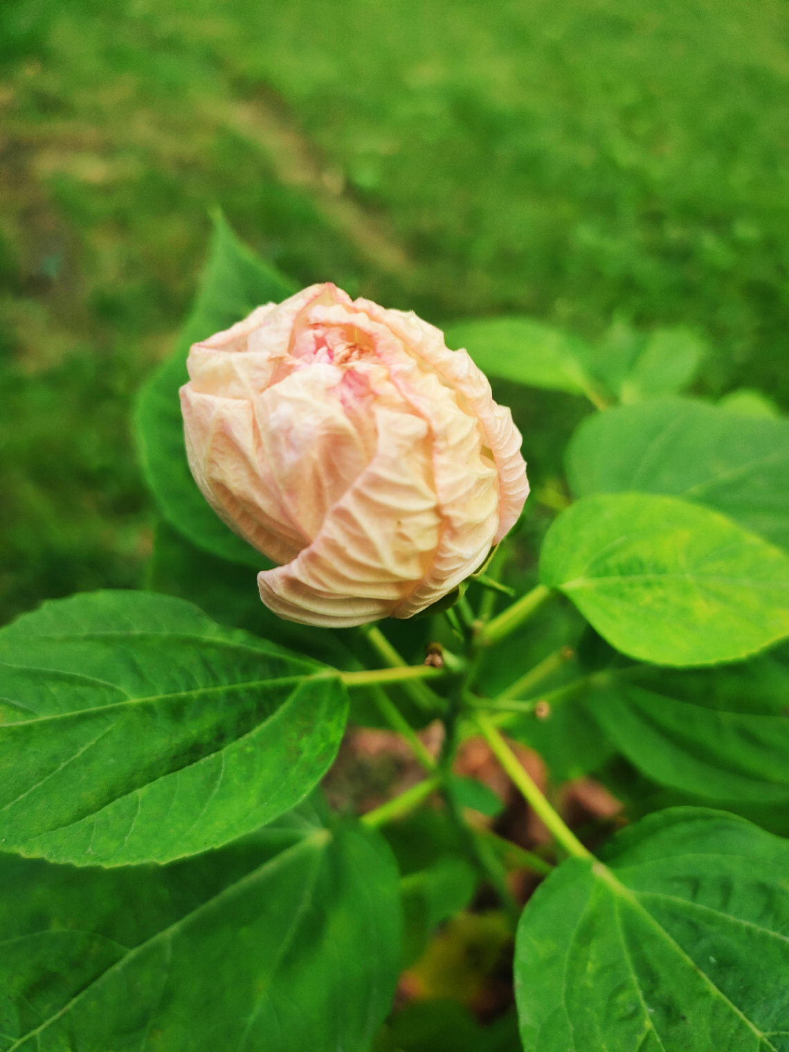 THE BUD OF HIBISCUS