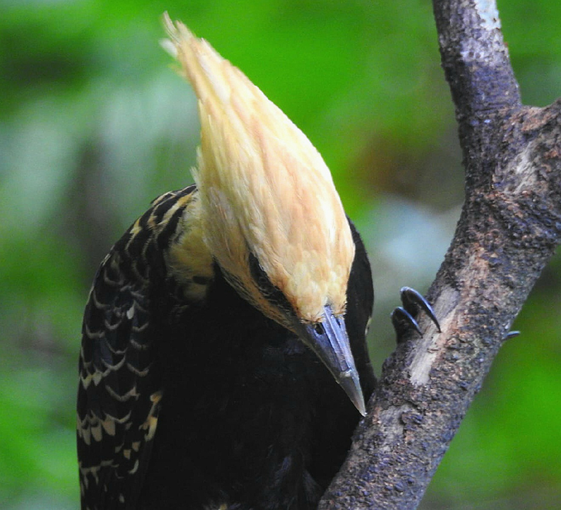 Pica-pau-de-cabeça-amarela 