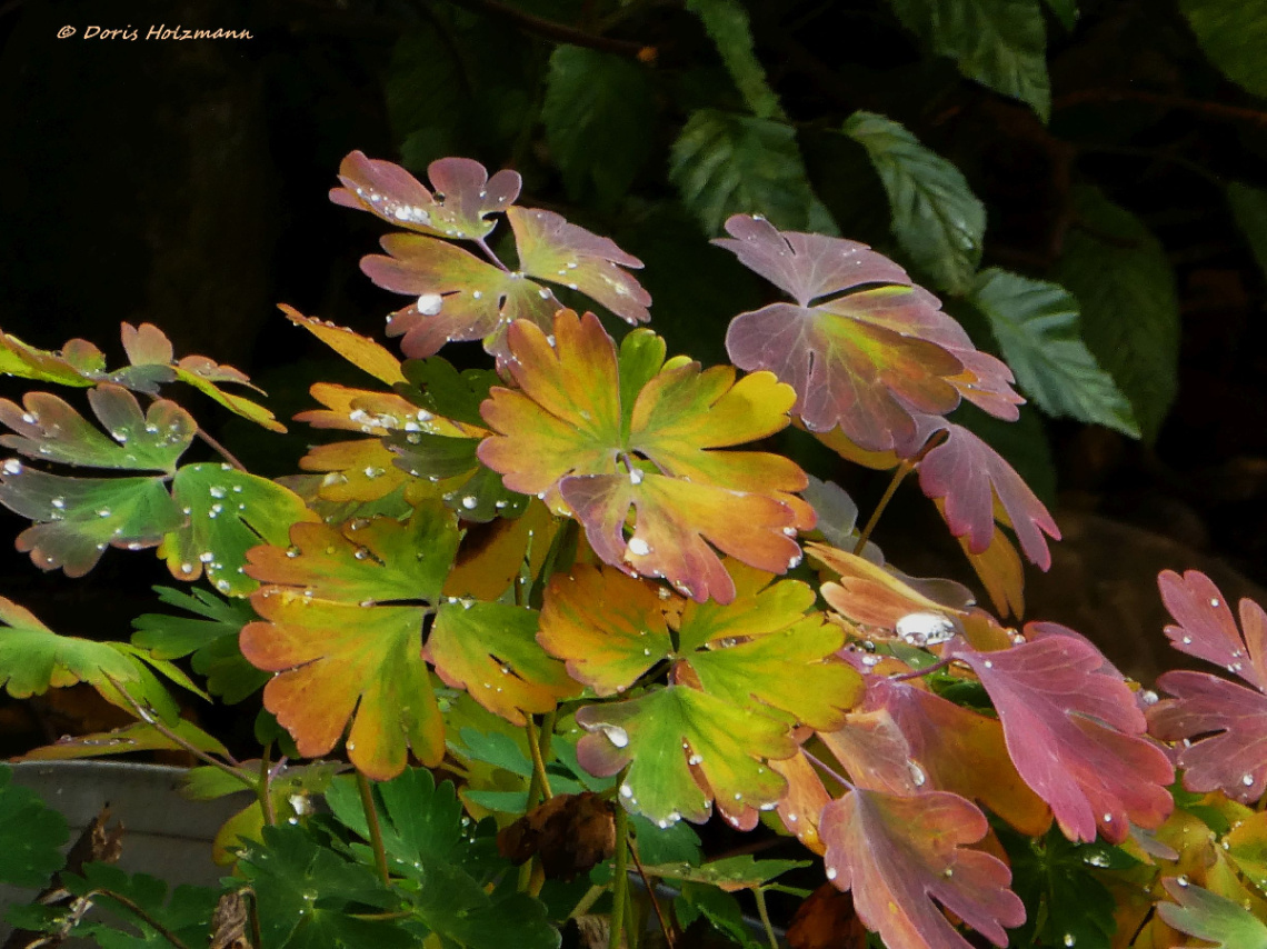 Raindrops