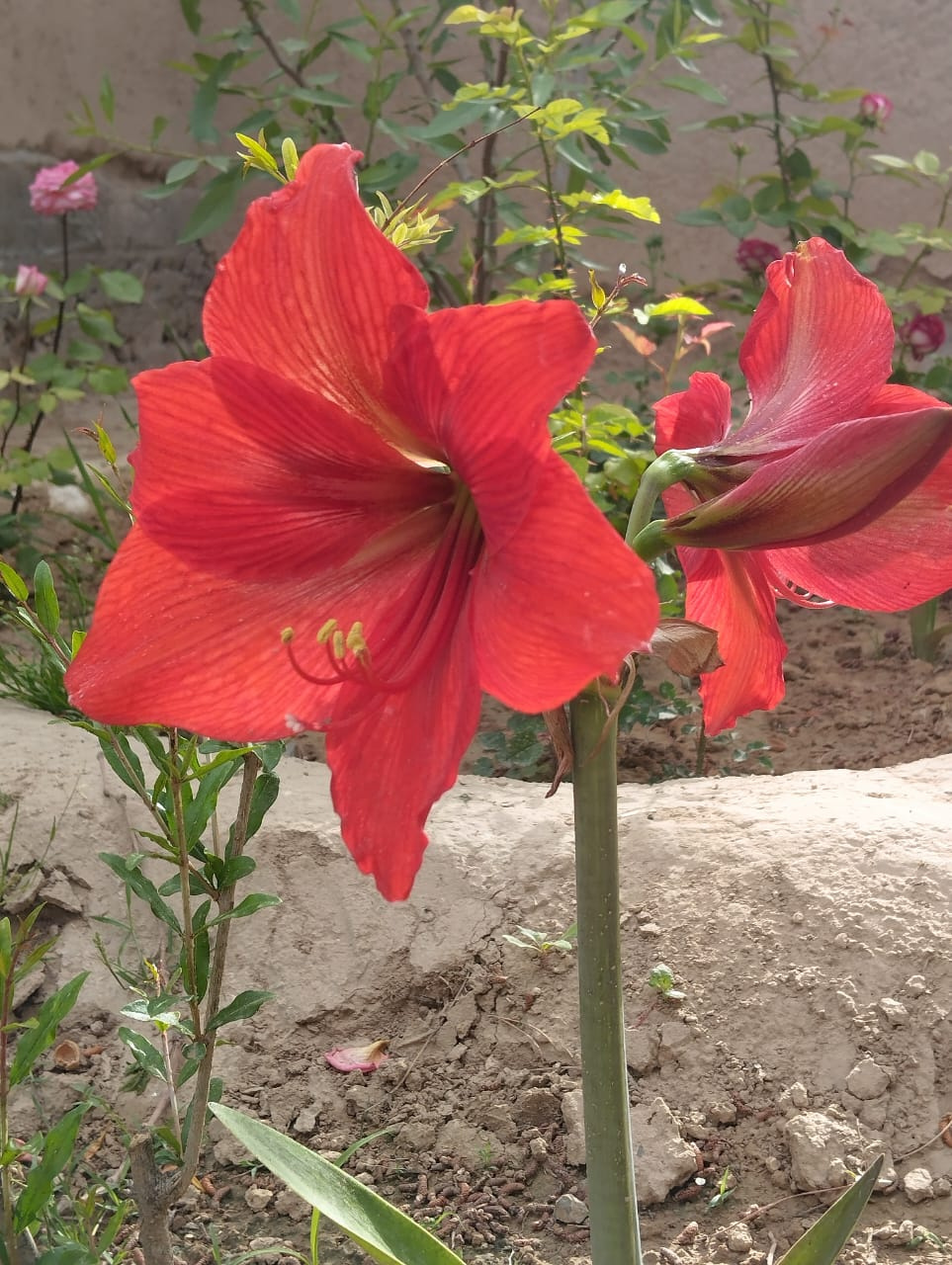 Lillys ⚜ ⚜