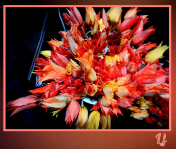 Bouquet from Balochistan ❤️⚜❤️