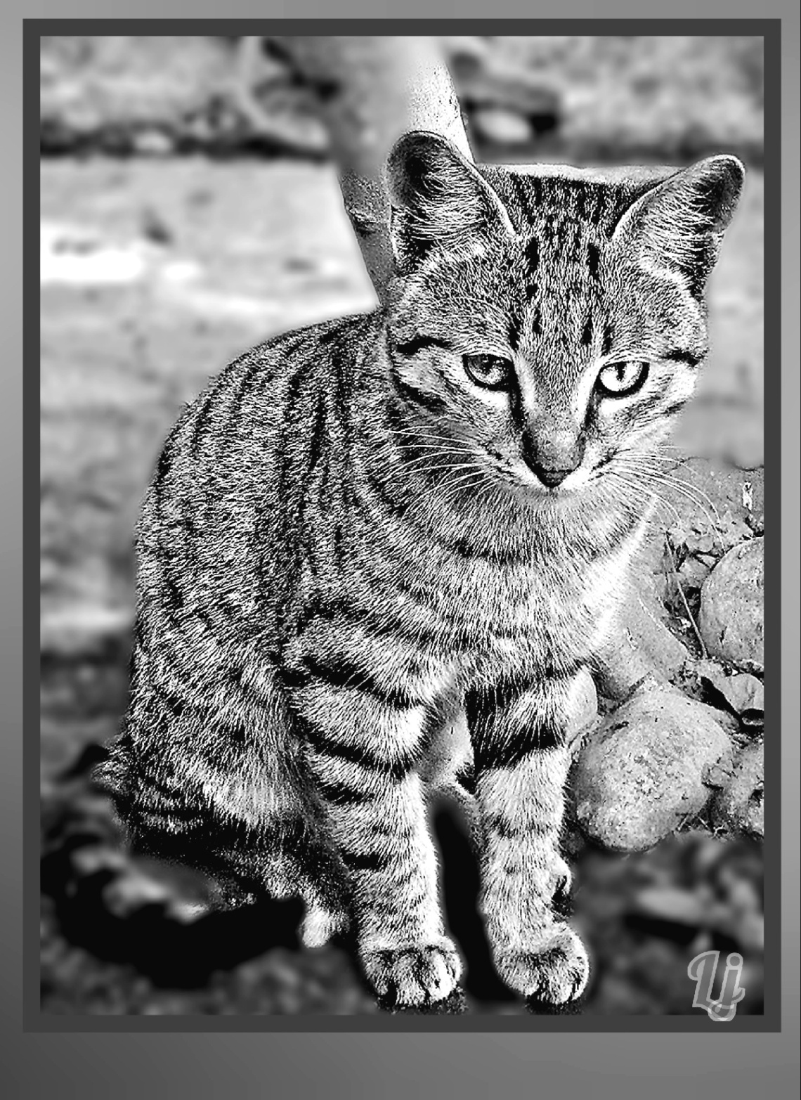 GOSHUU the cat⚜ ⚜ ⚜ 
