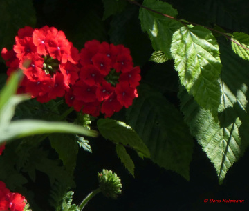 in the neighbor's garden