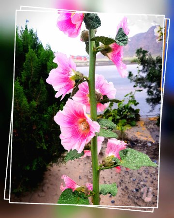 Hollyhock bloom ⚜⚜