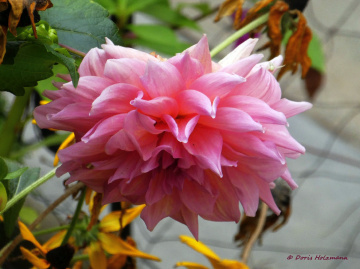 Dahlia