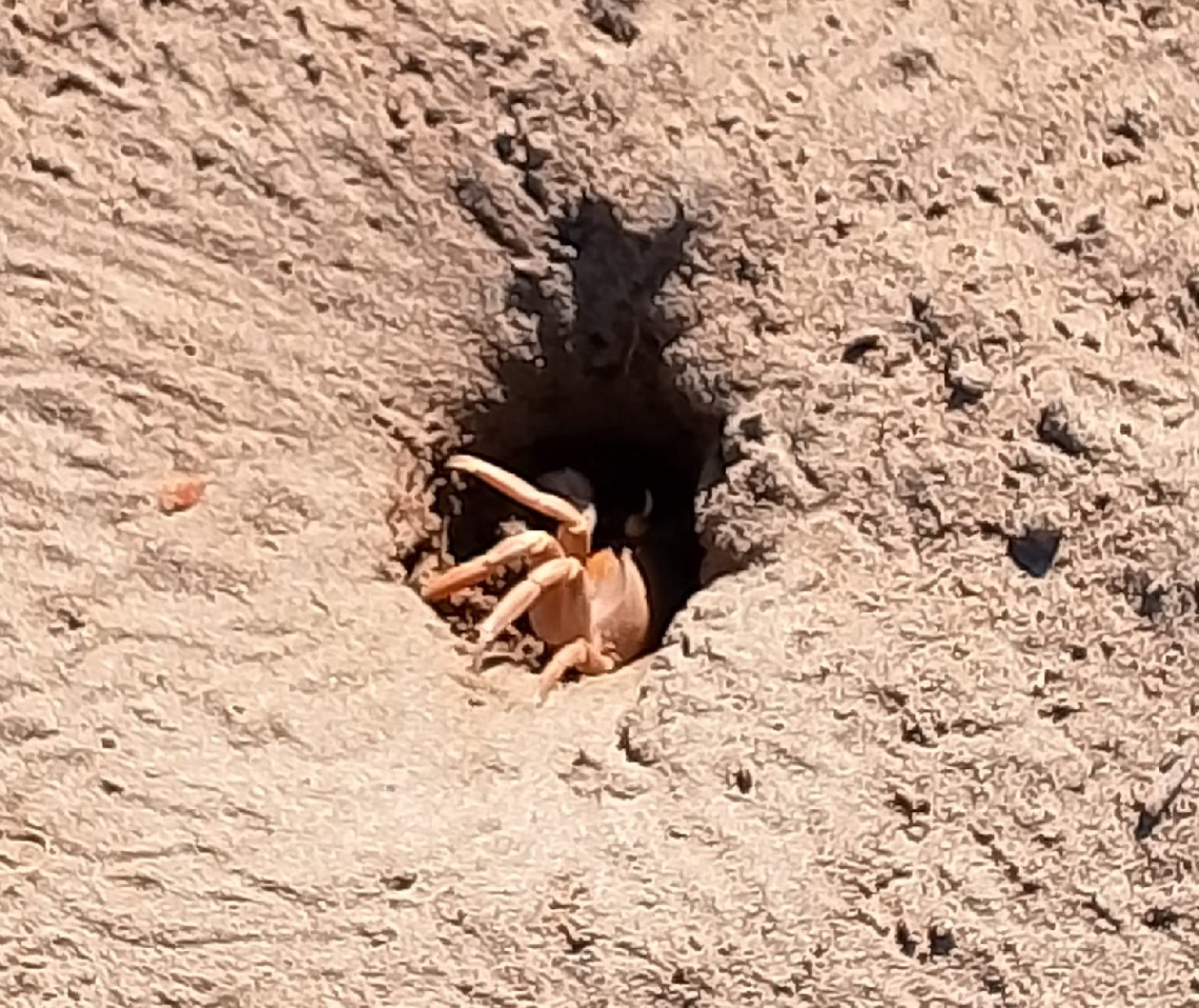 HIDDEN IN THE SAND 