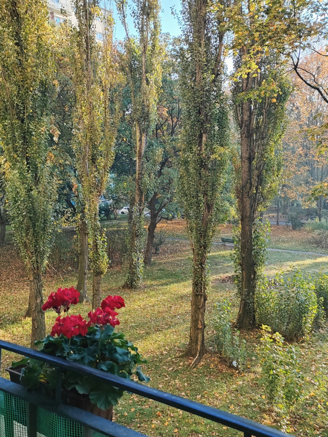 COLORFUL AUTUMN