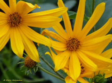 Topinambur (Helianthus tuberosus)
