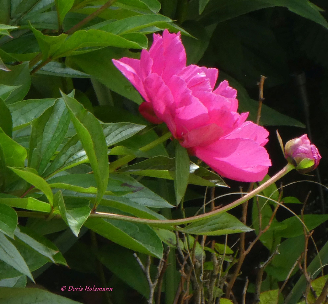 Peony flowers
