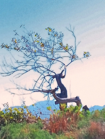 BEAUTIFUL TREE 