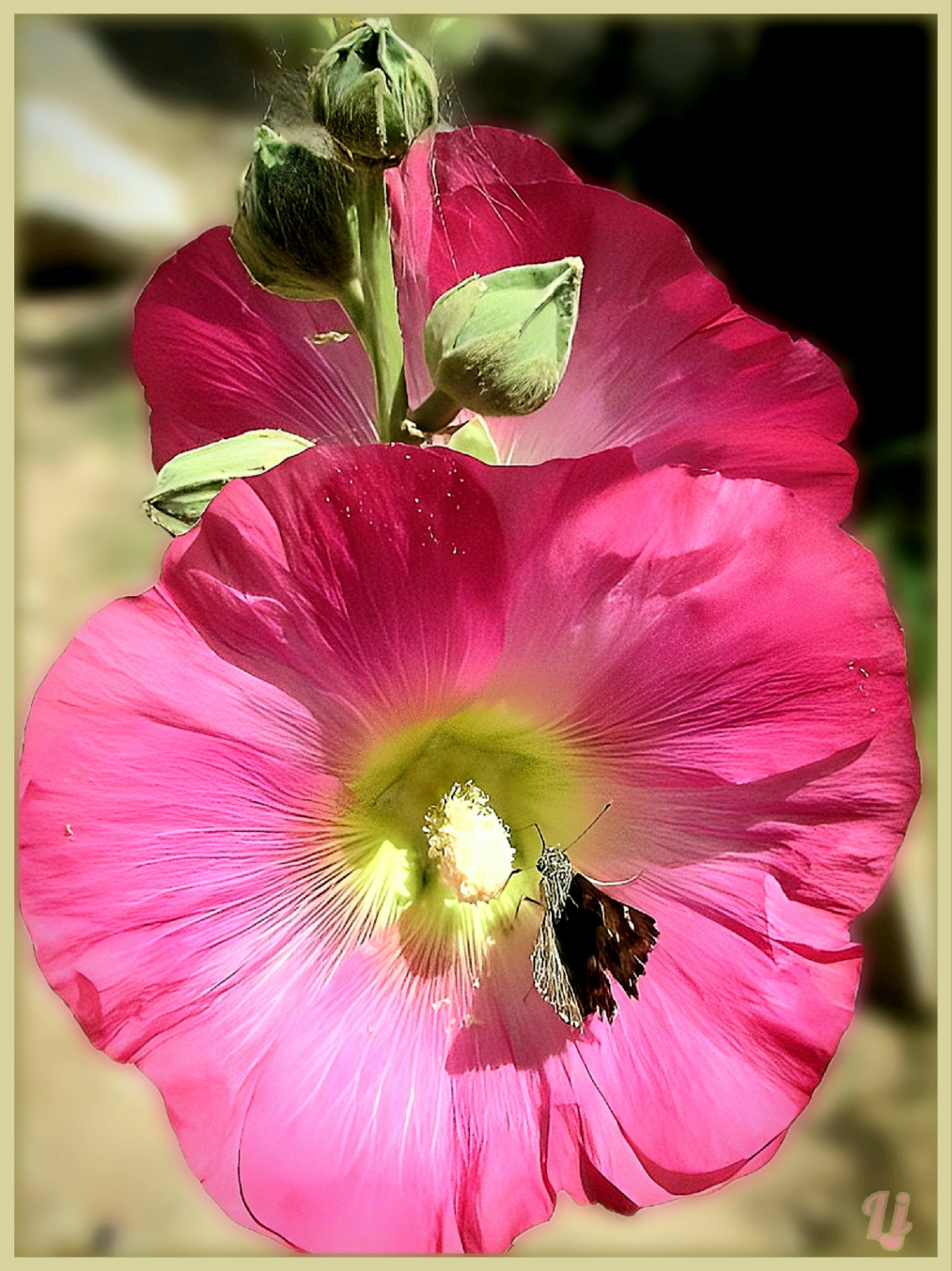 Hollyhocks bloom ⚜⚜