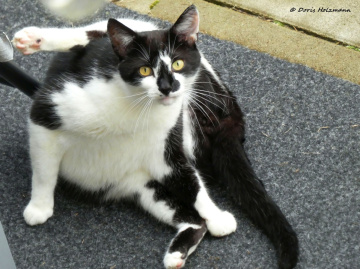 Neighbour's cat 