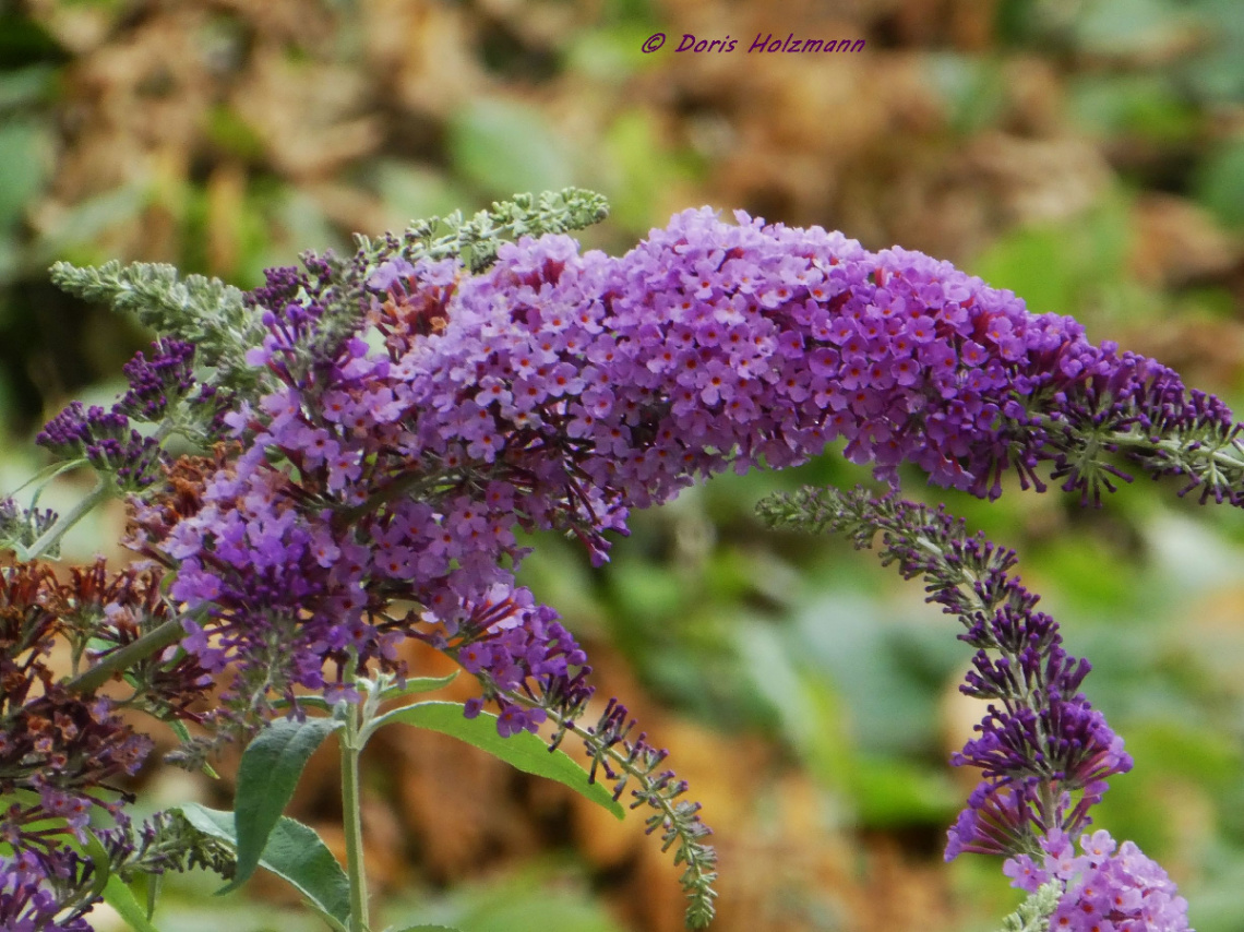 Summer lilac