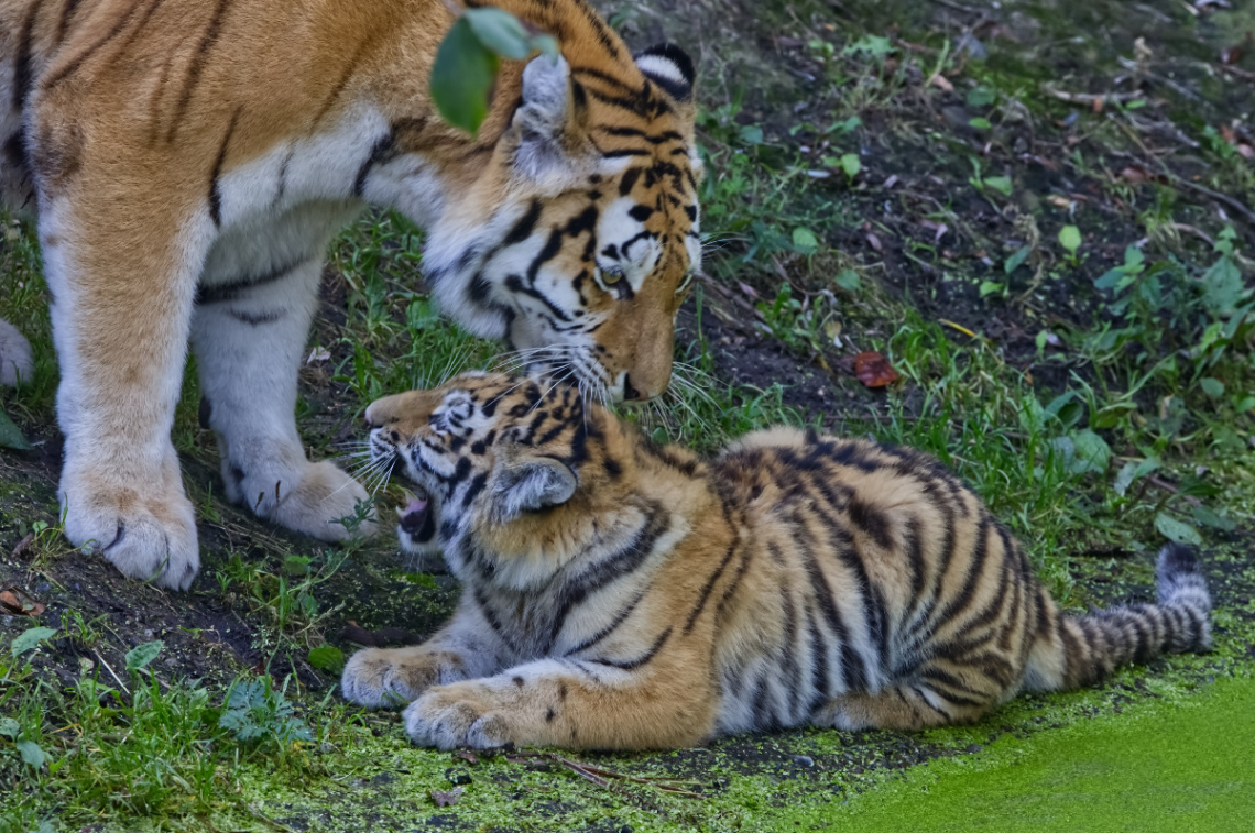 Amur Tigers - Copenhagen Zoo 2024.