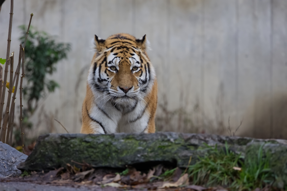 Copenhagen Zoo - 2024