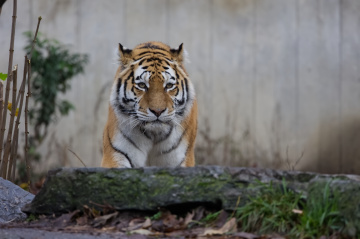 Copenhagen Zoo - 2024