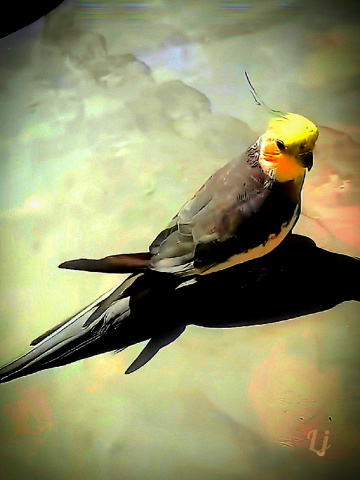 Avian beauty ⚜⚜