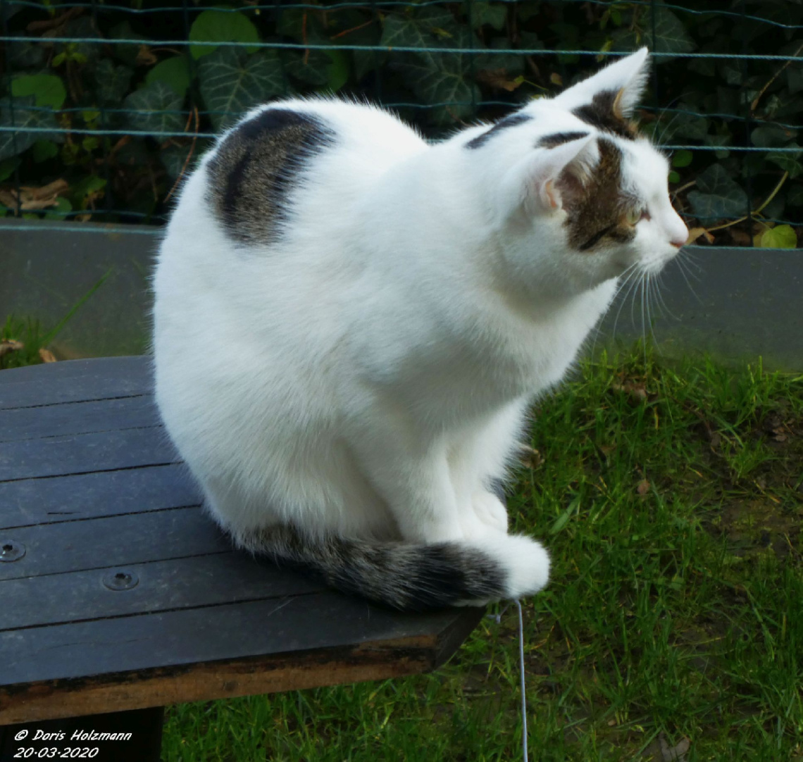 Neighbour's cat 