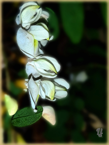 Tree Flowers 2⚜⚜