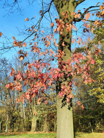 AUTUMN MAPLE