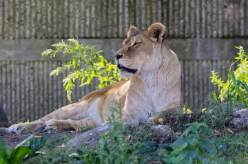 Copenhagen Zoo - September 2024