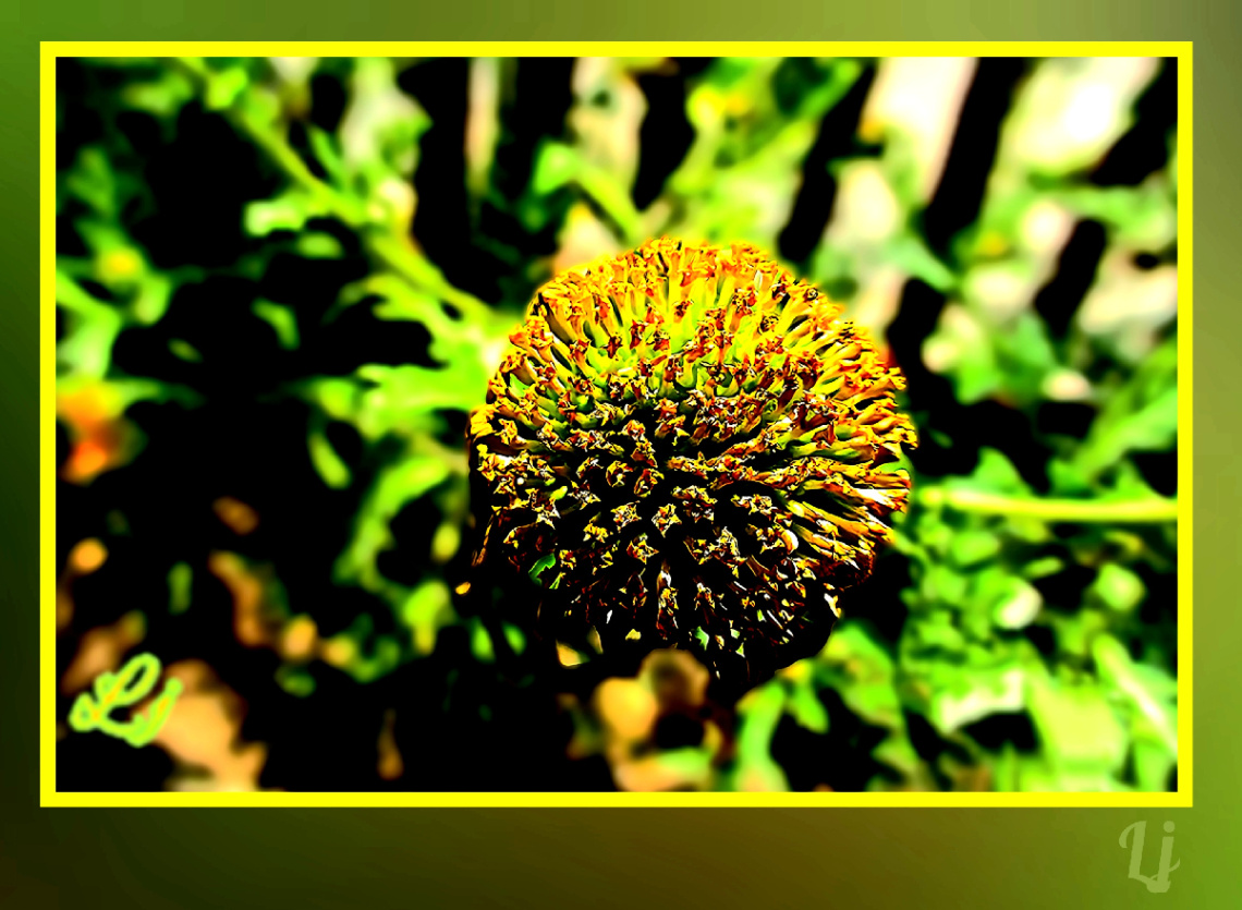 Flower ⚜⚜